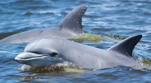 dolphins (1)