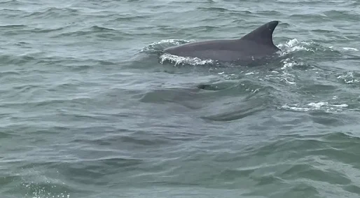 dolphins